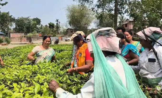 चाय श्रमिकों के बीच पहुंचीं तृणमूल उम्मीदवार, पुराने दिनों को किया याद
