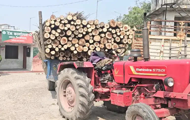 पॉपुलर के बीच छिपाकर ले जाया जा रहा था शीशम, वन विभाग ने ट्रैक्टर-ट्रॉली पकड़ी
