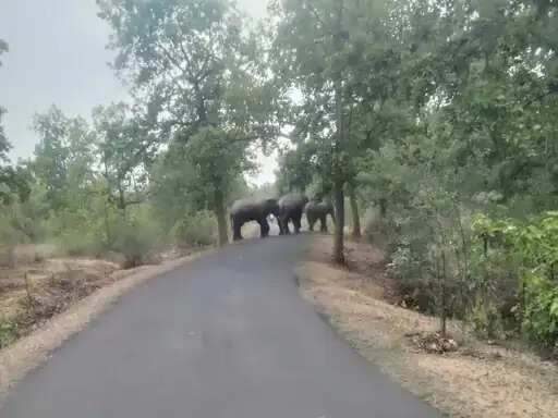 अनूपपुर में चार हाथियों का दल दो हिस्सों में बंटा, तीन भोलगढ़ पहुंचे, एक धनगवां जंगल में डटा