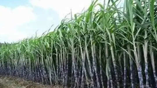 योगी सरकार गन्ना अनुसंधान को देगी रफ्तार, टिशू कल्चर से बेहतर गुणवत्ता के बीज उत्पादन पर फोकस