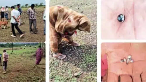 सागर : बंजर जमीन उगल रही मुगलकालीन कीमती पत्थर, बटोरने उमड़ी ग्रामीणों की भारी भीड़