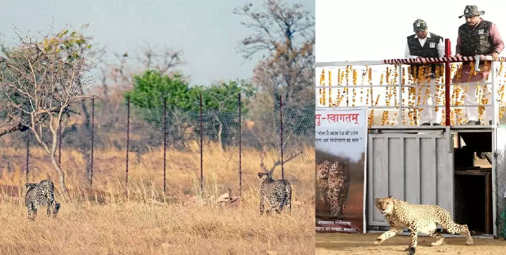 गांधी सागर अभयारण्य बना चीतों का नया घर, मुख्यमंत्री ने खुले बाड़े में छोड़े दो चीते