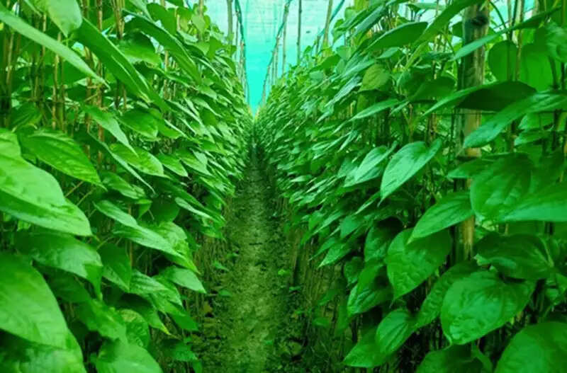 मप्र के बंगला पान की महक पड़ोसी देशों तक, किसानों की आय का बनी मजबूत आधार