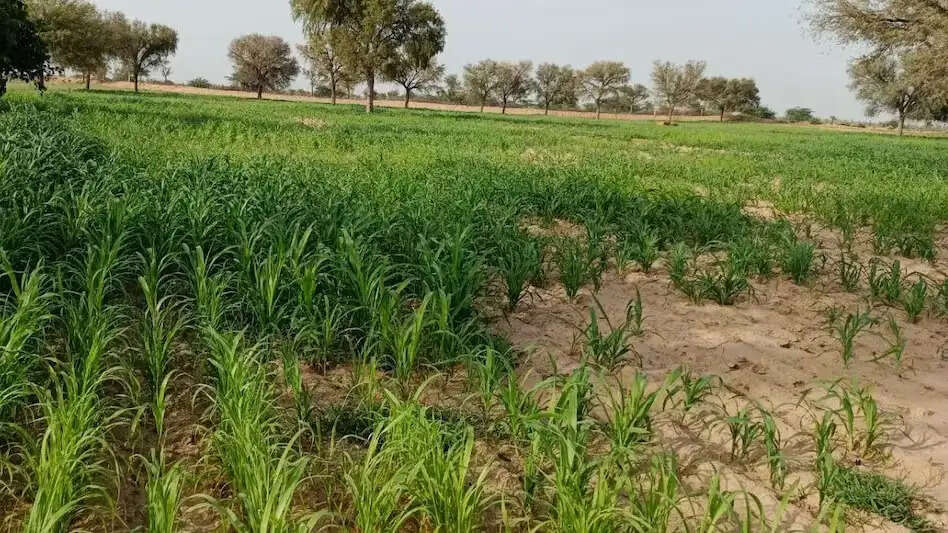 बेमौसम बारिश से फसल खराब होने पर मिलेगा बीमा क्लेम, 72 घंटे में सूचना देना जरूरी