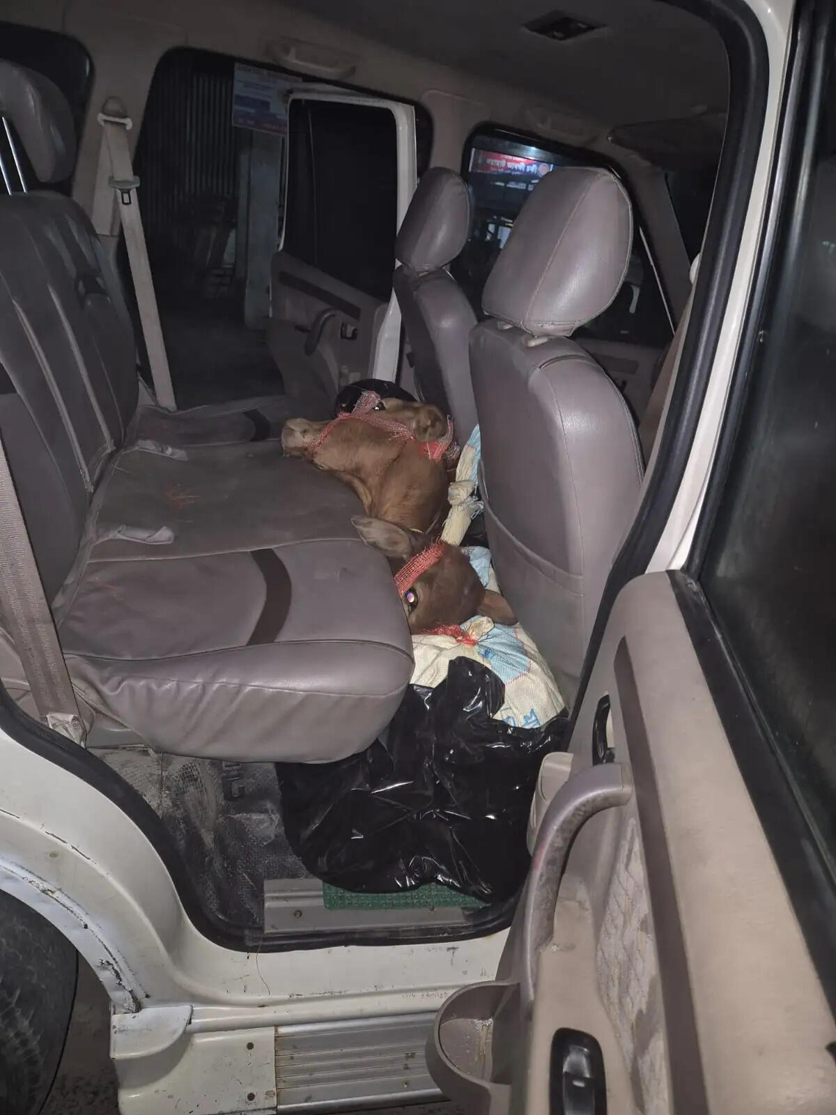 स्कॉर्पियो से मवेशी बरामद, तीन गिरफ्तार