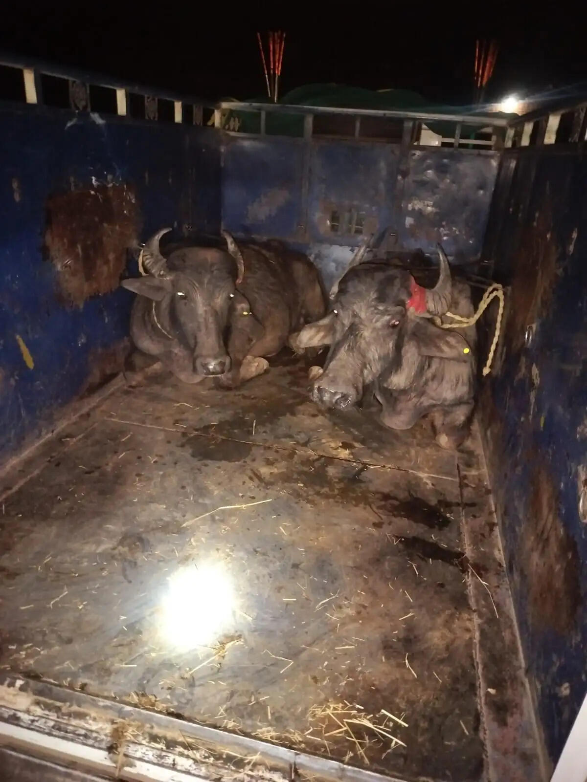 अनूपपुर: अवैध पशु तस्करी पर कार्रवाई, पिकअप में ठूंसकर ले जाए जा रहे 6 भैंसे बरामद, तस्कर फरार