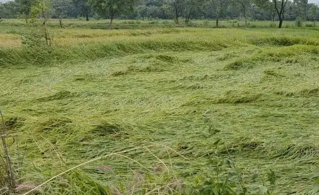 अर्नव चक्रवात और बेमौसम बारिश से फसल की क्षति पर मिलेगा बीमा का लाभ, 15 दिन में भुगतान