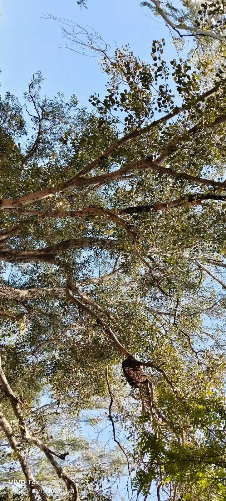 अस्पताल बना ‘खतरे का जोन’, मधुमक्खियों के हमले से दहशत में मरीज