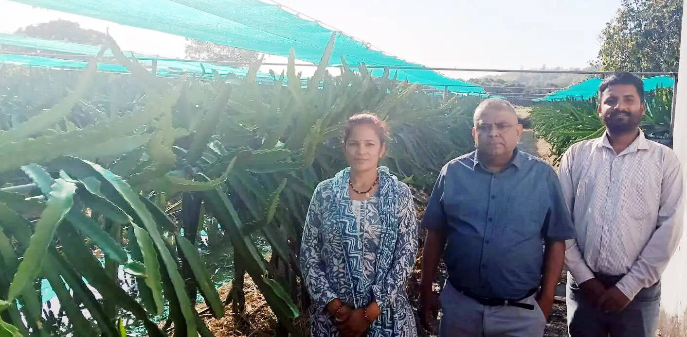 सीएम धामी की पहल से नैनीताल में ‘ड्रैगन फ्रूट क्रांति’, महिलाएं बन रहीं आत्मनिर्भरता की मिसाल