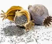 जीरे की फसल के बीच अफीम की खेती : 740 पौधें बरामद, तीन भाईयों को किया नामजद