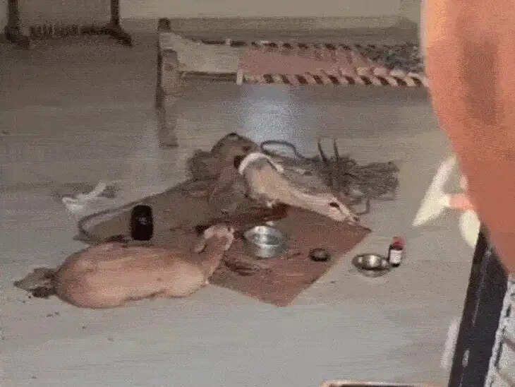 कुत्तों के हमले से घायल दो हिरणों को ग्रामीणों ने बचाया, वन विभाग 10 घंटे बाद पहुंचा