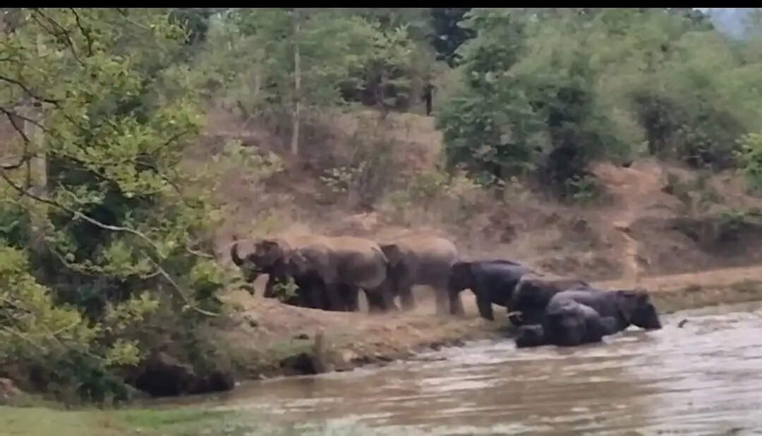 कटघोरा के जंगल में हाथियों की मस्ती का अनोखा नजारा, तालाब में 16 हाथियों ने की जलक्रीड़ा