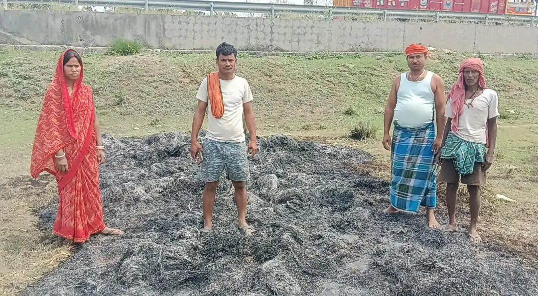 दबंगों ने जलाया महादलित महिला जनप्रतिनिधि के गेहूं का फसल