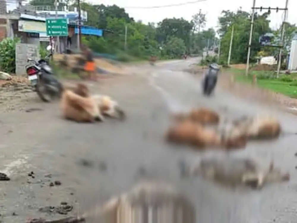 कोरबा में तेज रफ्तार ट्रेलर ने मवेशियों को रौंदा, छह की मौके पर मौत