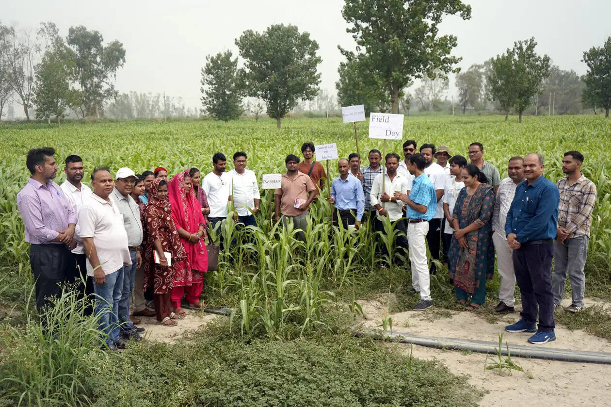 हिसार : पशुओं का दूध और सेहत बढ़ाएगी ‘सीएसवी-59 बीएमआर ज्वार’ ज्वार