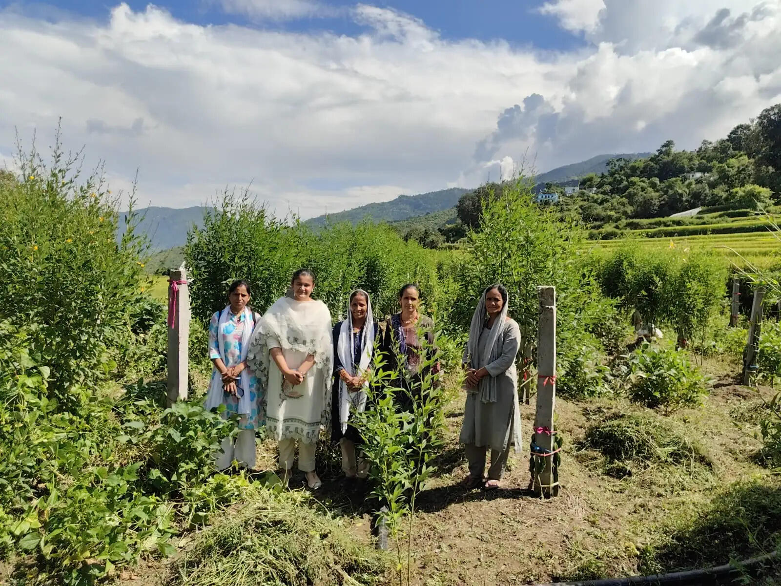 ड्रैगन फ्रूट की खेती के लिए बेहतर की जाए सिंचाई व्यवस्था