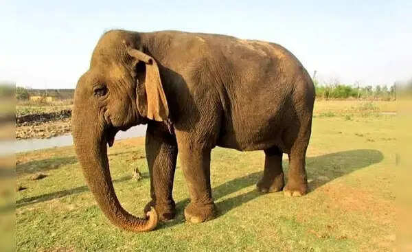 नर्मदापुरम:&nbsp;सतपुड़ा टाइगर रिजर्व में 50 वर्षीय हथिनी की मौत, नर हाथी से भिड़ंत में हुई थी घायल