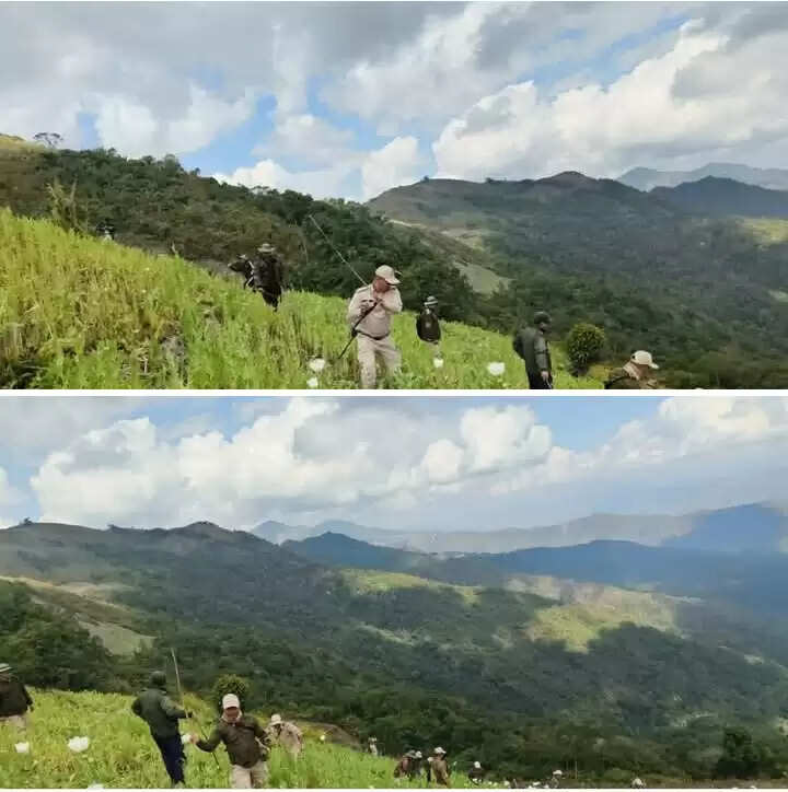 मणिपुर के कासोम खुल्लेन क्षेत्र में 14 एकड़ अवैध अफीम की खेती नष्ट