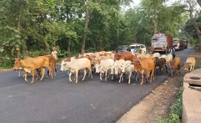पश्चिमी सिंहभूम के दो स्थानों से 98 मवेशी बरामद, तस्कर फरार