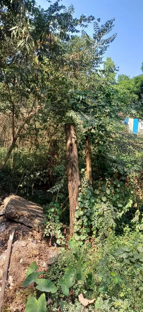 ठाणे मनोचिकित्सालय से विस्थापित पेड़ मरणासन्न हाल में,डॉ प्रशांत