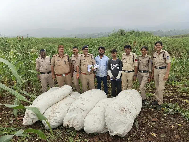 बड़वानी पुलिस की बड़ी कार्रवाई, 27 क्विंटल से अधिक अवैध गांजे की फसल जब्त