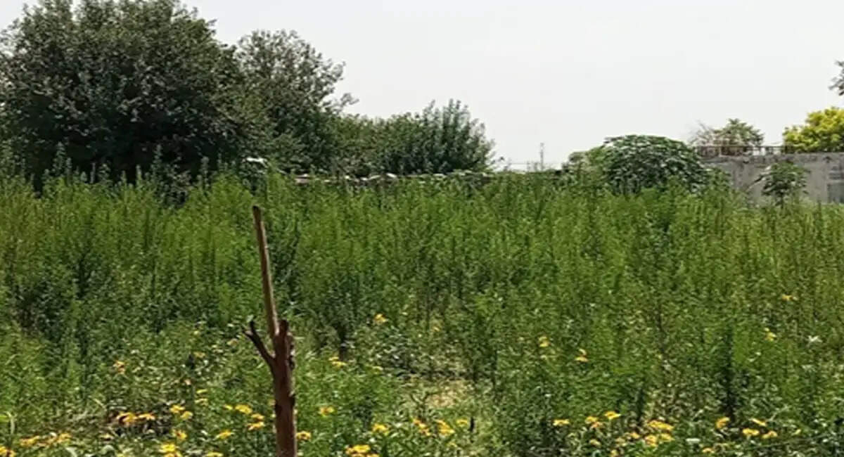 ऑपरेशन क्लीन स्वीप के तहत आमेर में 481 किलो अवैध गांजा जब्त, 3347 पौधे उखाड़े