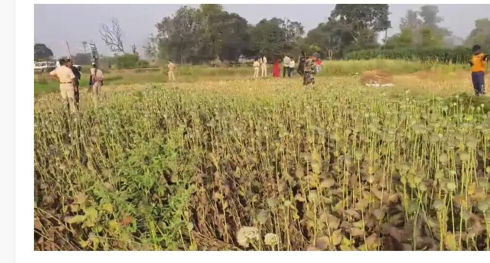 नालंदा जिले में अफीम की अवैध खेती का भंडाफोड़