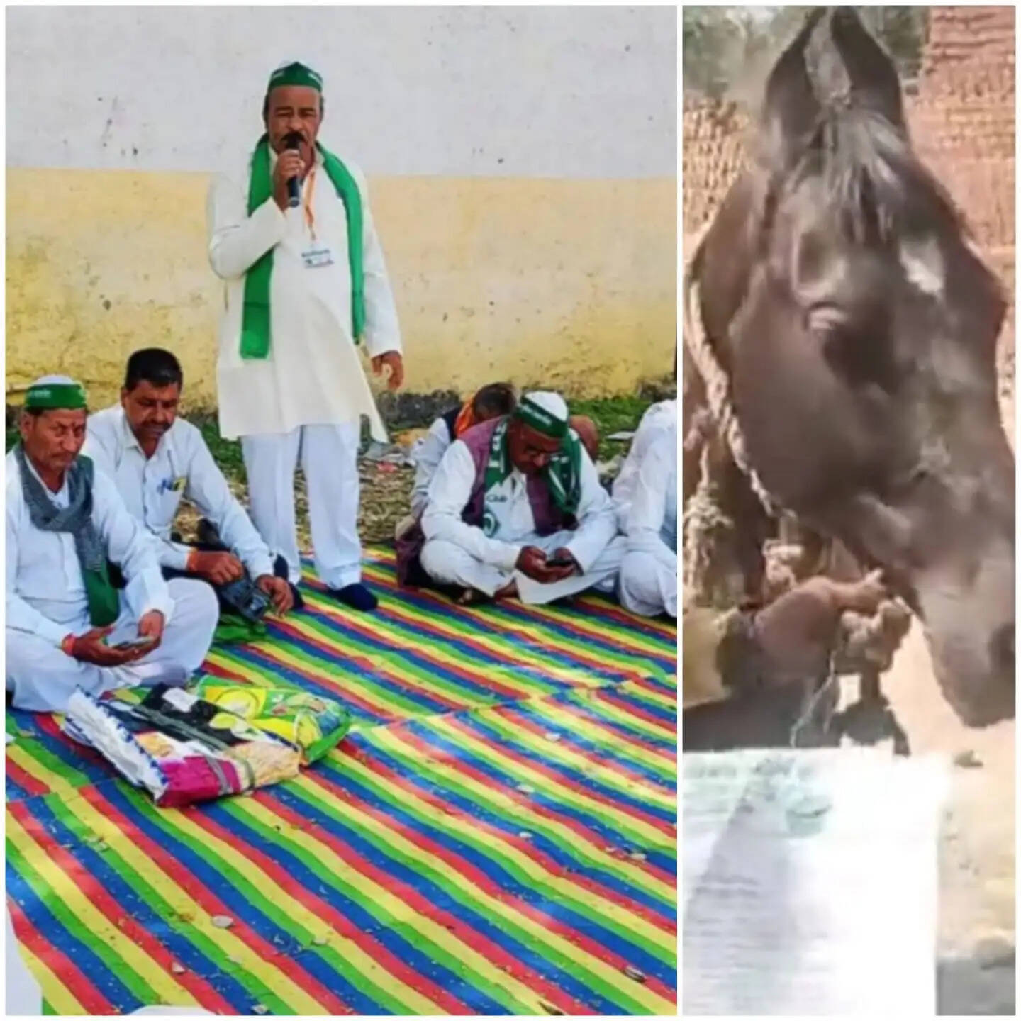 राजगढ़ः फसलों के दाम को लेकर किसानों का अनोखा प्रदर्शन, प्रशासनिक अनदेखी पर गधे को सौंपा ज्ञापन