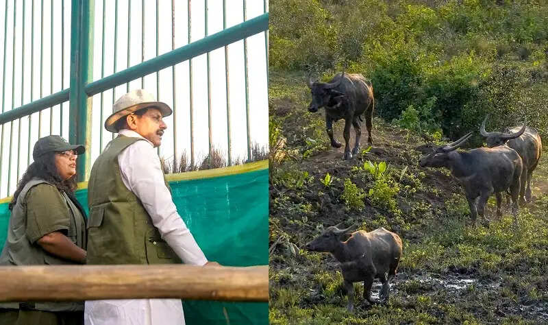 मप्र के कान्हा टाइगर रिजर्व के सूपखार में सौ साल बाद जंगली भैंसों की वापसी