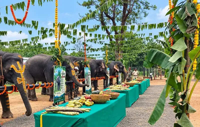 मप्रः सतपुडा टाइगर रिजर्व में हाथी महोत्सव का शुभारंभ