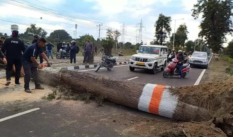 स्कूटी सवार दो बहनों पर गिरा पेड़, एक की मौत