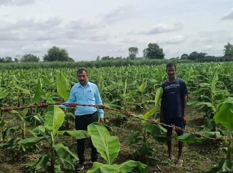 टिश्यू कल्चर केले की खेती से किसान की आय में तीन गुना मुनाफा
