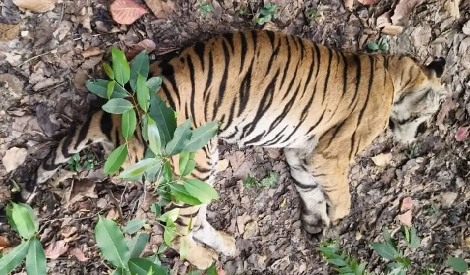 उमरिया : बांधवगढ़ की प्रसिद्ध बाघिन डॉटी की मौत, दो शावकों की निगरानी में जुटा पार्क प्रबंधन