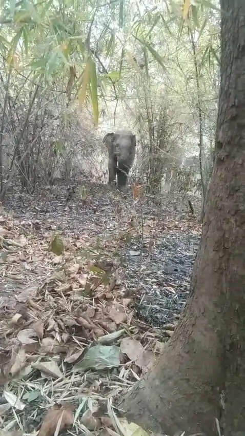 अनूपपुर: सोनमौहरी पहुंचे तीनों हाथी, एक सप्ताह गोबरी में बिताया