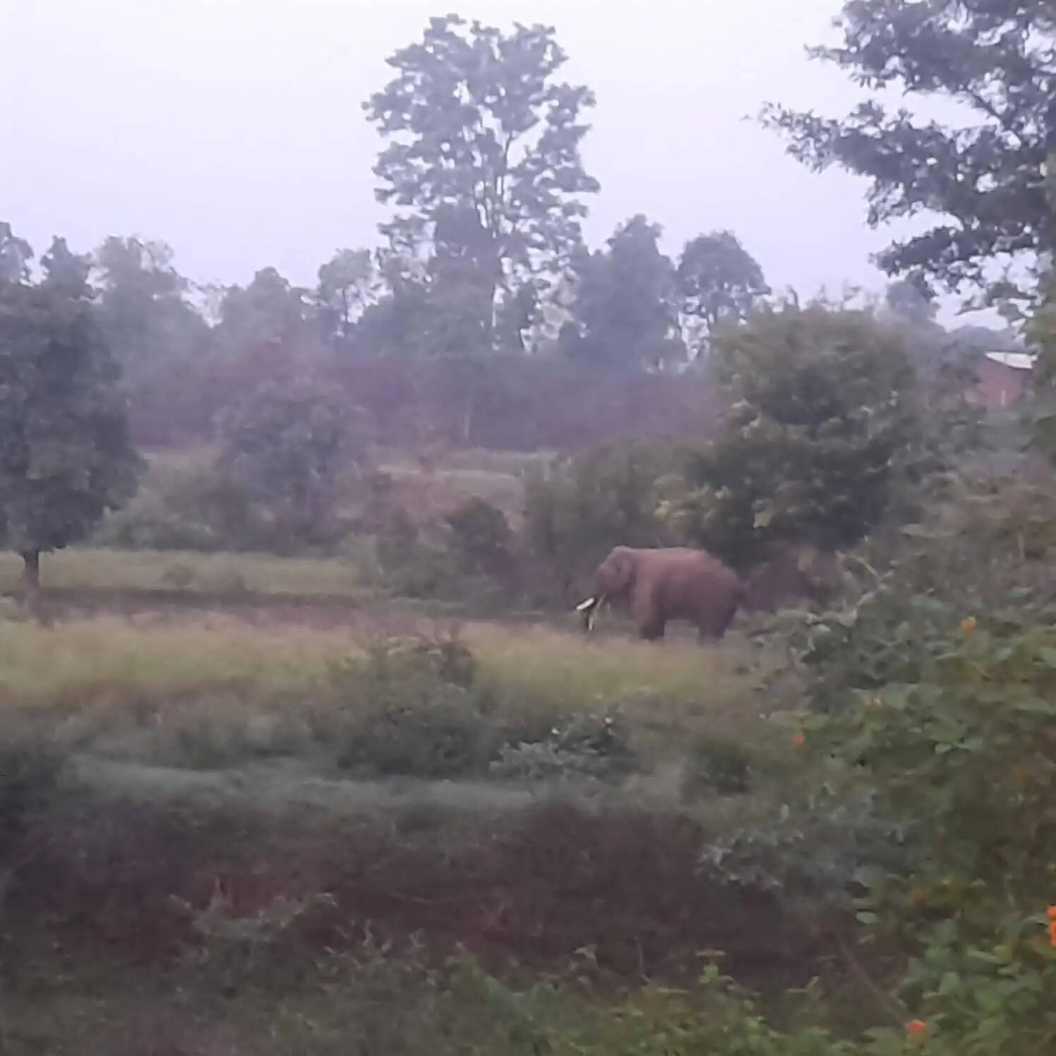 अनूपपुर: रात भर चार हाथियों ने मचाया हंगामा, तोडे मकान, खेतों में लगी फसलों को खाया और रौदा