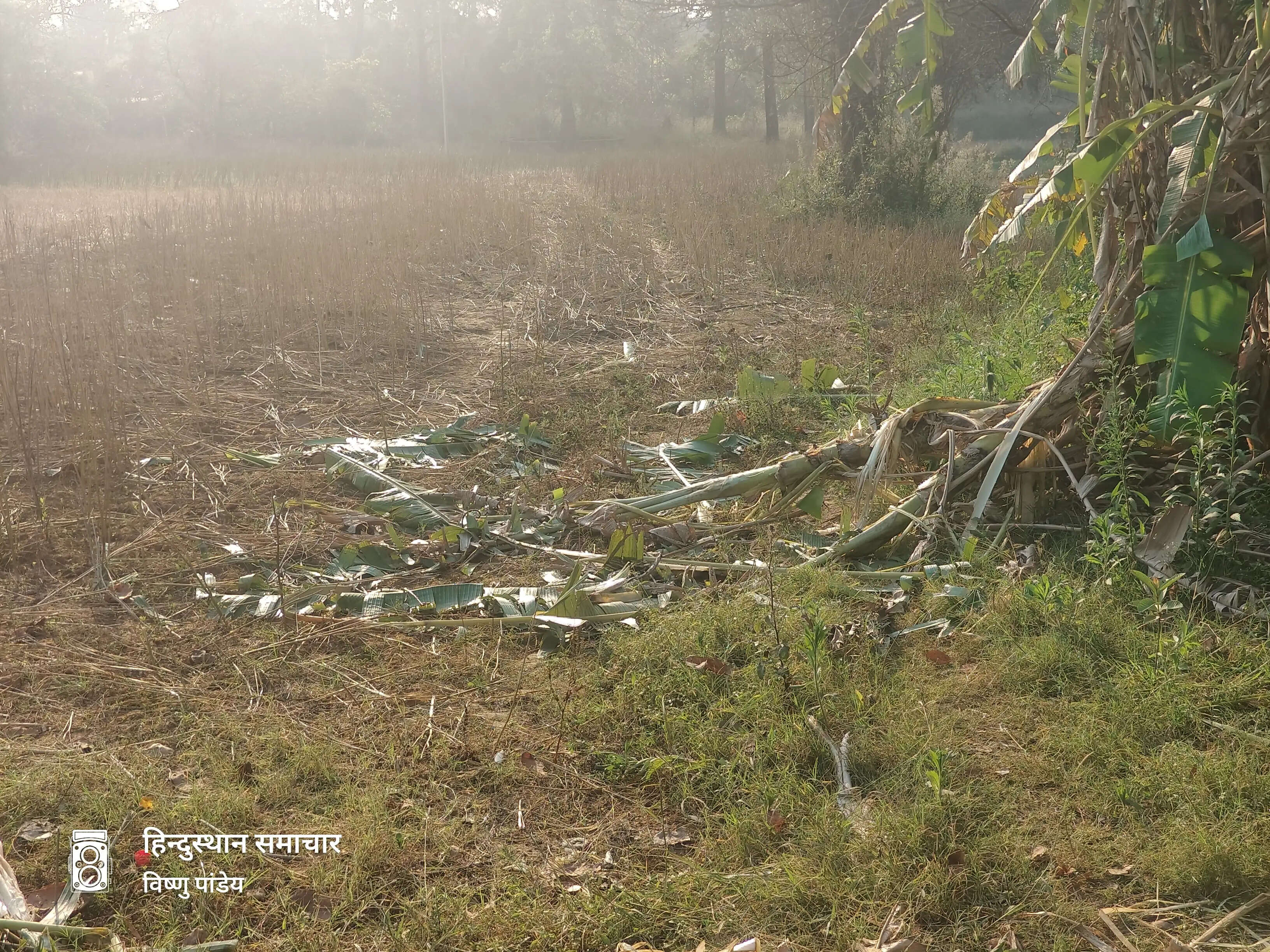 बलरामपुर : रामानुजगंज में तीन हाथियों ने फार्म हाउस में घुसकर फसल रौंदा, 30 क्विंटल गेहूं बर्बाद