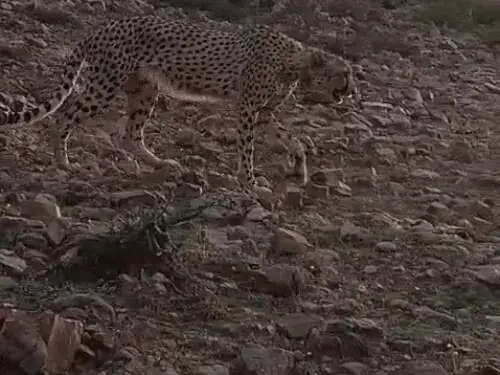 कूनो से आया चीता फिर रणथंभौर पहुंचा, शहर के पास दिखने से मची दहशत