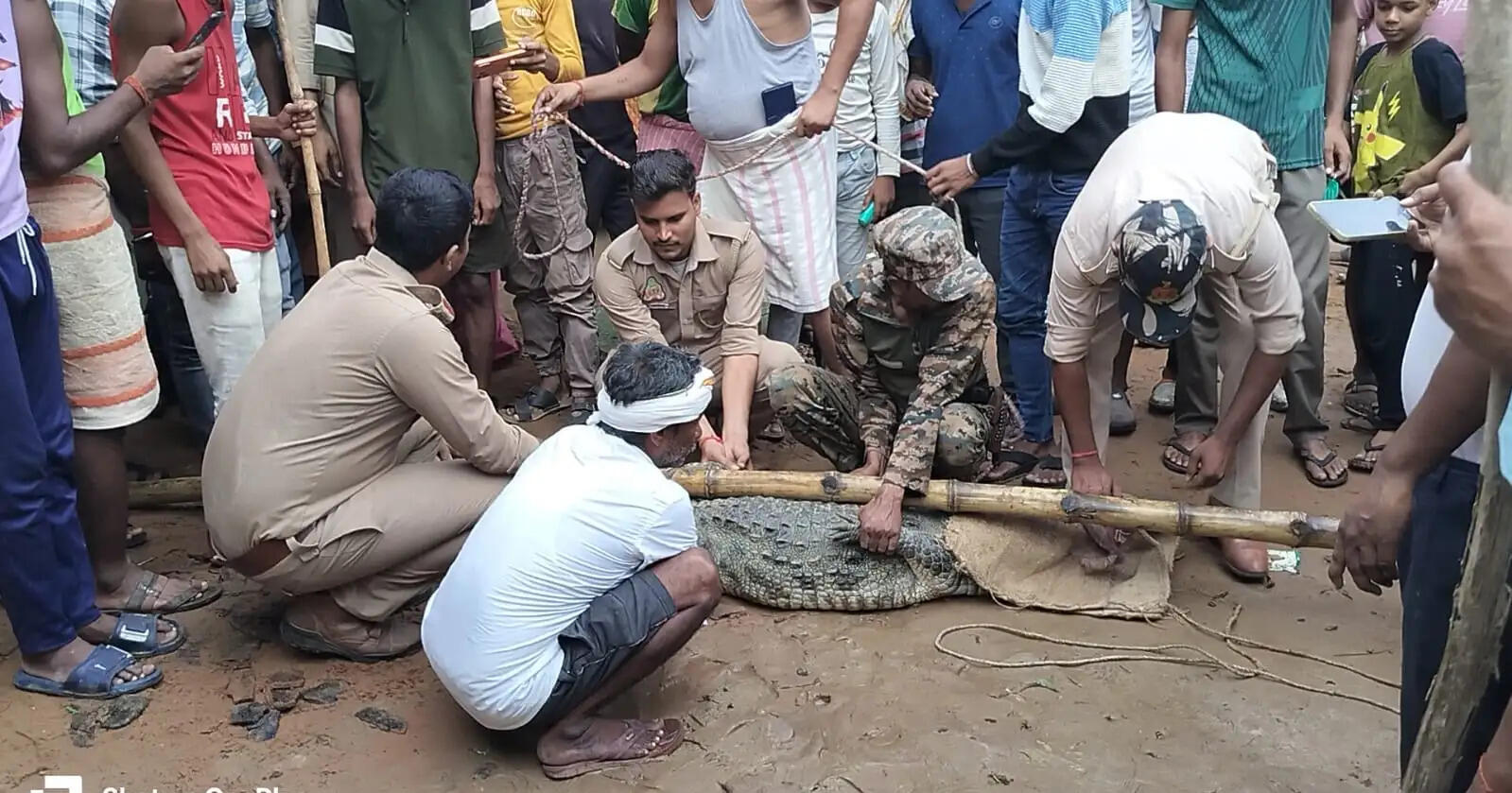 सात फीट का मगरमच्छ बस्ती में पहुंचा, वन विभाग ने सुरक्षित रेस्क्यू कर जलाशय में छोड़ा