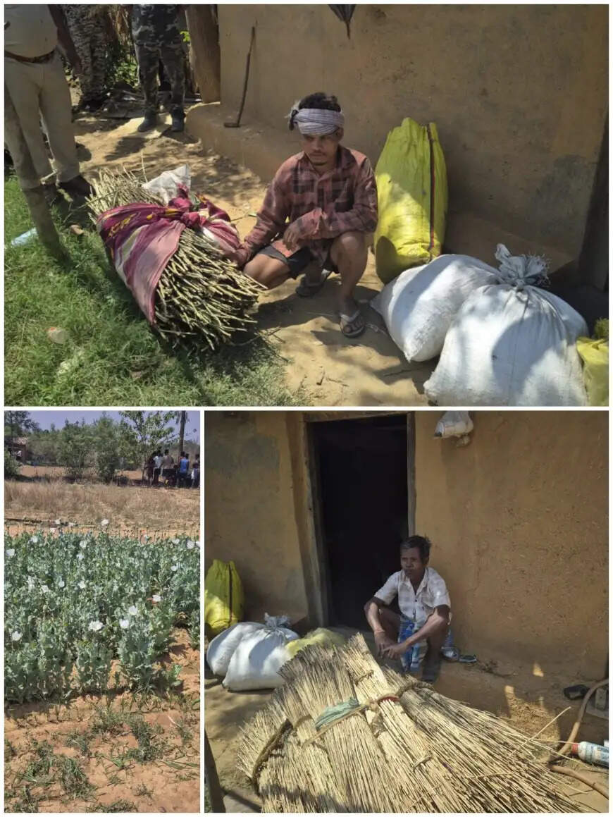 रायगढ़ : लैलूंगा पुलिस की बड़ी कार्रवाई: अवैध अफीम की खेती का भंडाफोड़, दाे आरोपित गिरफ्तार