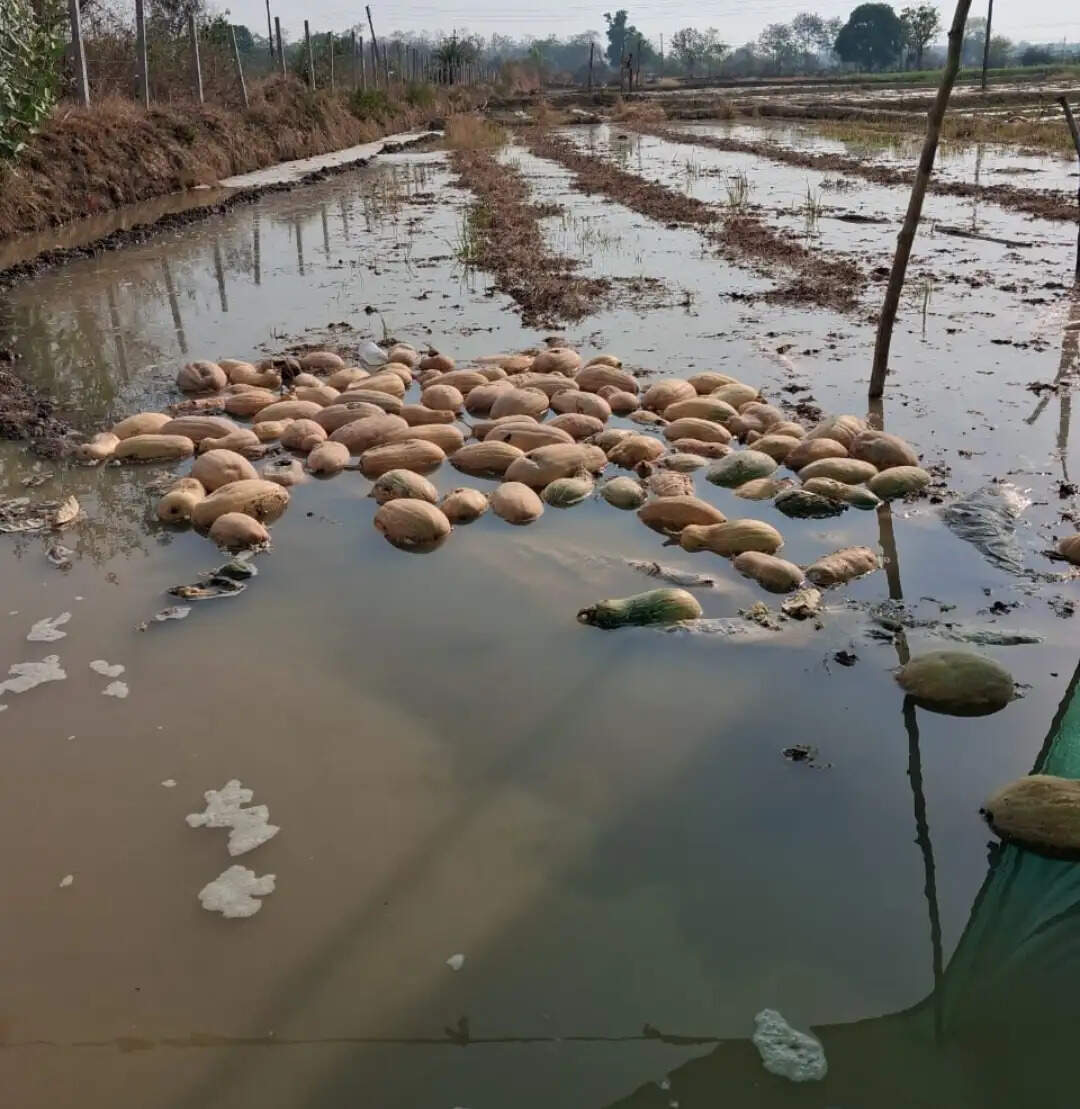 नहरनाली का पानी सब्जी खेतों में घुसा, दलदल बने खेत, किसानों में आक्रोश
