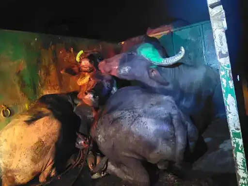 अनूपपुर : अनूपपुर में मवेशियों से भरी बिना नंबर की पिकअप पकड़ी, छह मवेशी मुक्त, तस्कर जंगल में भागे