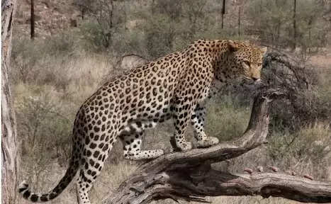 जयपुर में तेंदुए की गतिविधियों पर वन विभाग सतर्क