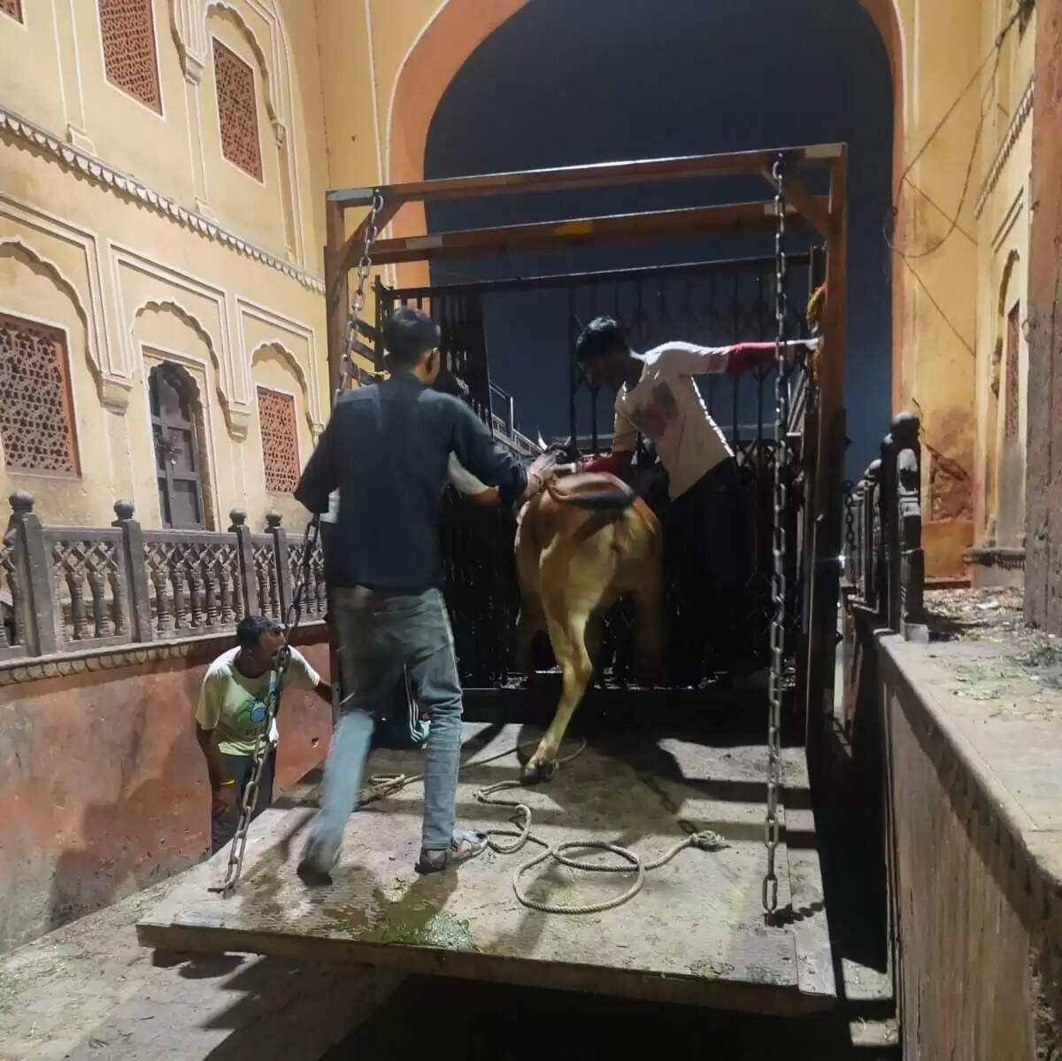 सड़कों पर घूम रहे एवं अवैध पशु डेयरियों से 52 गौवंश रेस्क्यू