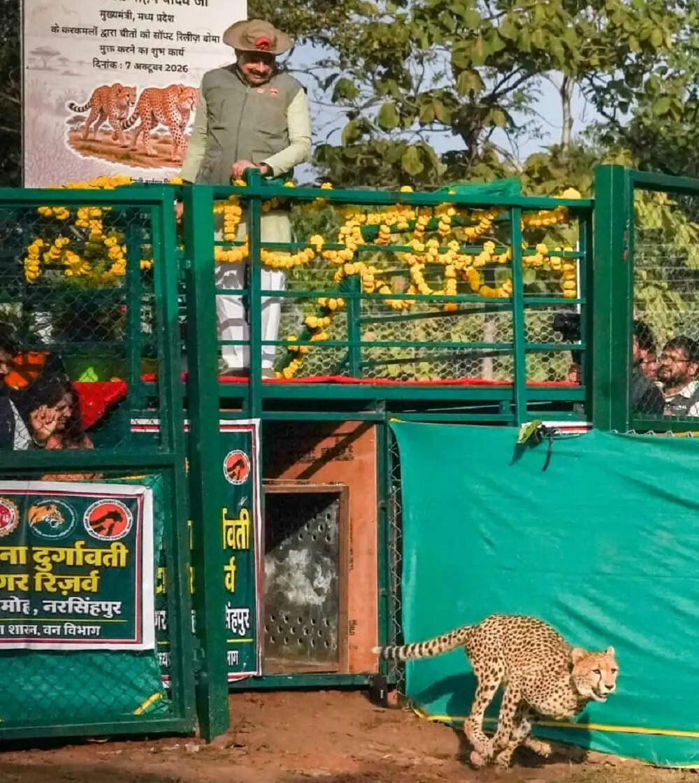बुंदेलखंड में गूंजी चीतों की दहाड़, वीरांगना दुर्गावती टाइगर रिजर्व बना प्रदेश का तीसरा चीता आवास