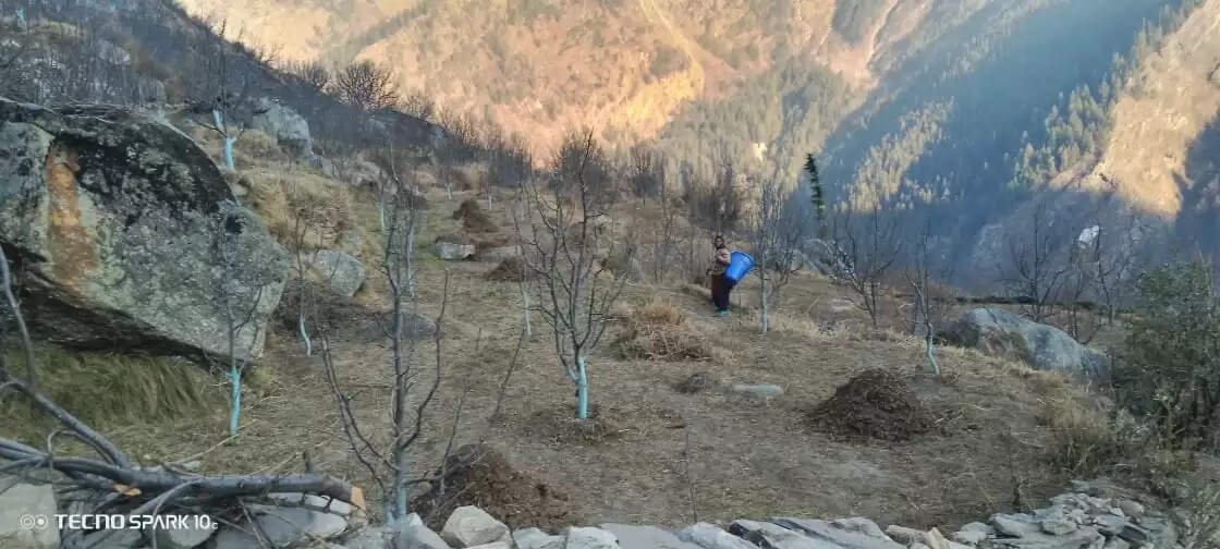 सूखे की मार : संकट में&nbsp; सेब के बागवान