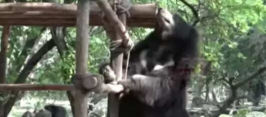 आगरा -भालूओं कों ठिठुरन से बचाने की कवायद शुरू