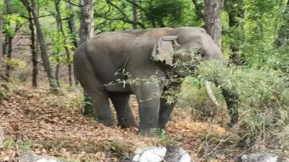 हाथी के हमले में 28 वर्षीय युवक की मौत