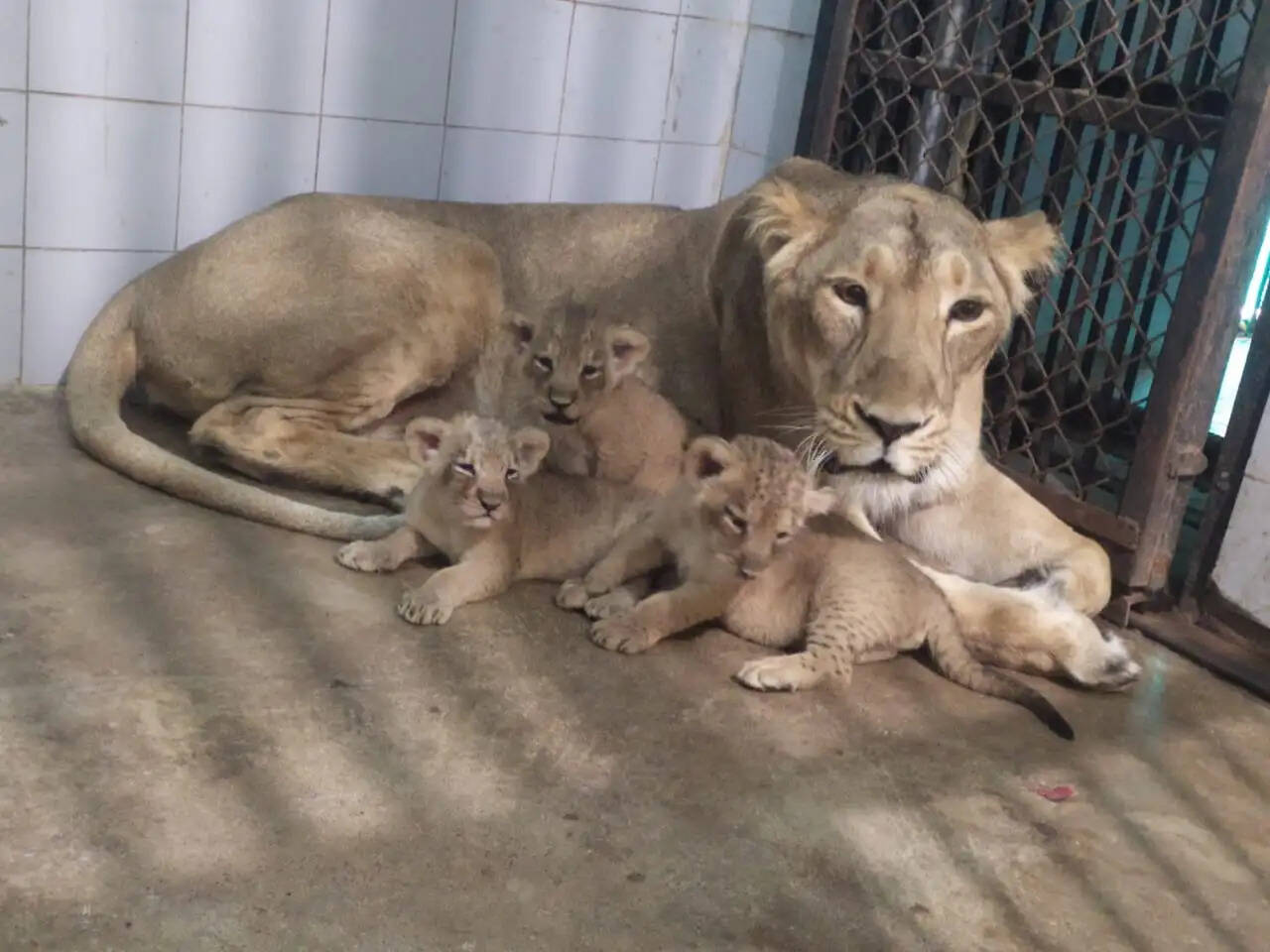 (अपडेट) इटावा सफारी पार्क में शेरनी रूपा ने चार शावकों को दिया जन्म, शेराें की संख्या हुई 22
