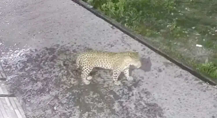 रिहायशी इलाके में घुसा गुलदार