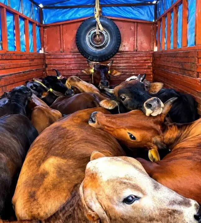 दांतन इलाके में ट्रक से 12 गायें बरामद, जांच में जुटी पुलिस